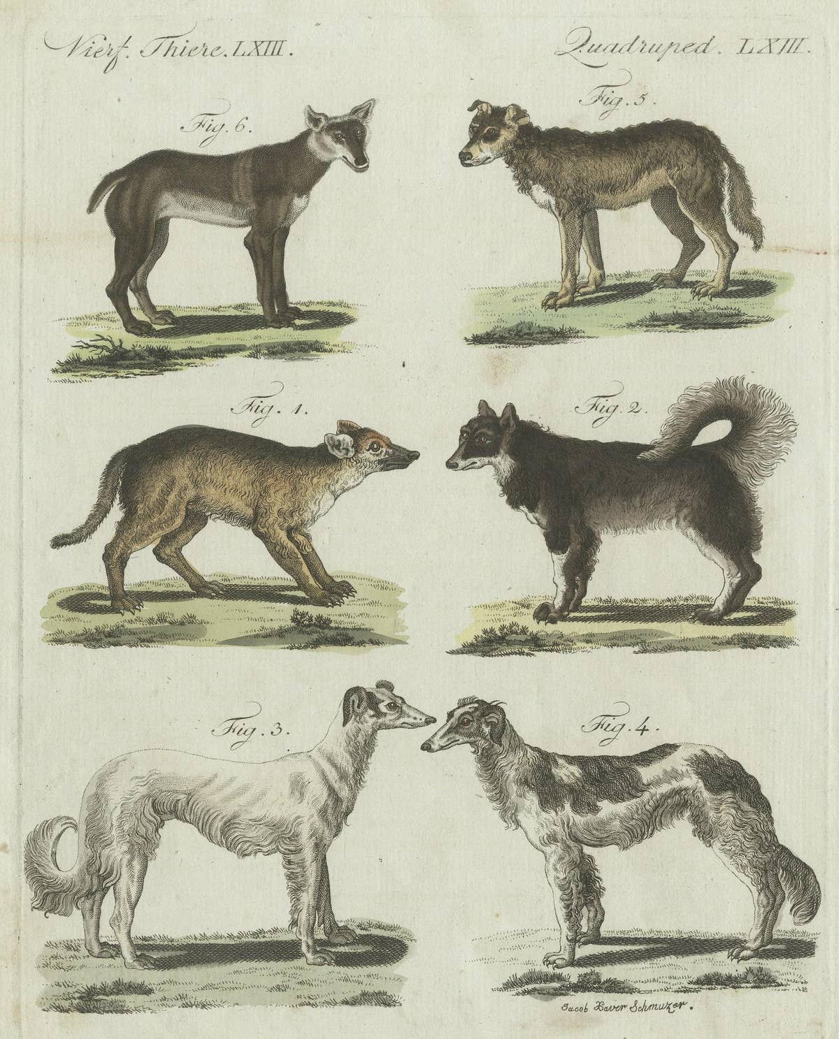 Antique Print of 6 Dog Breeds, most likely including the Western Siberian Laika