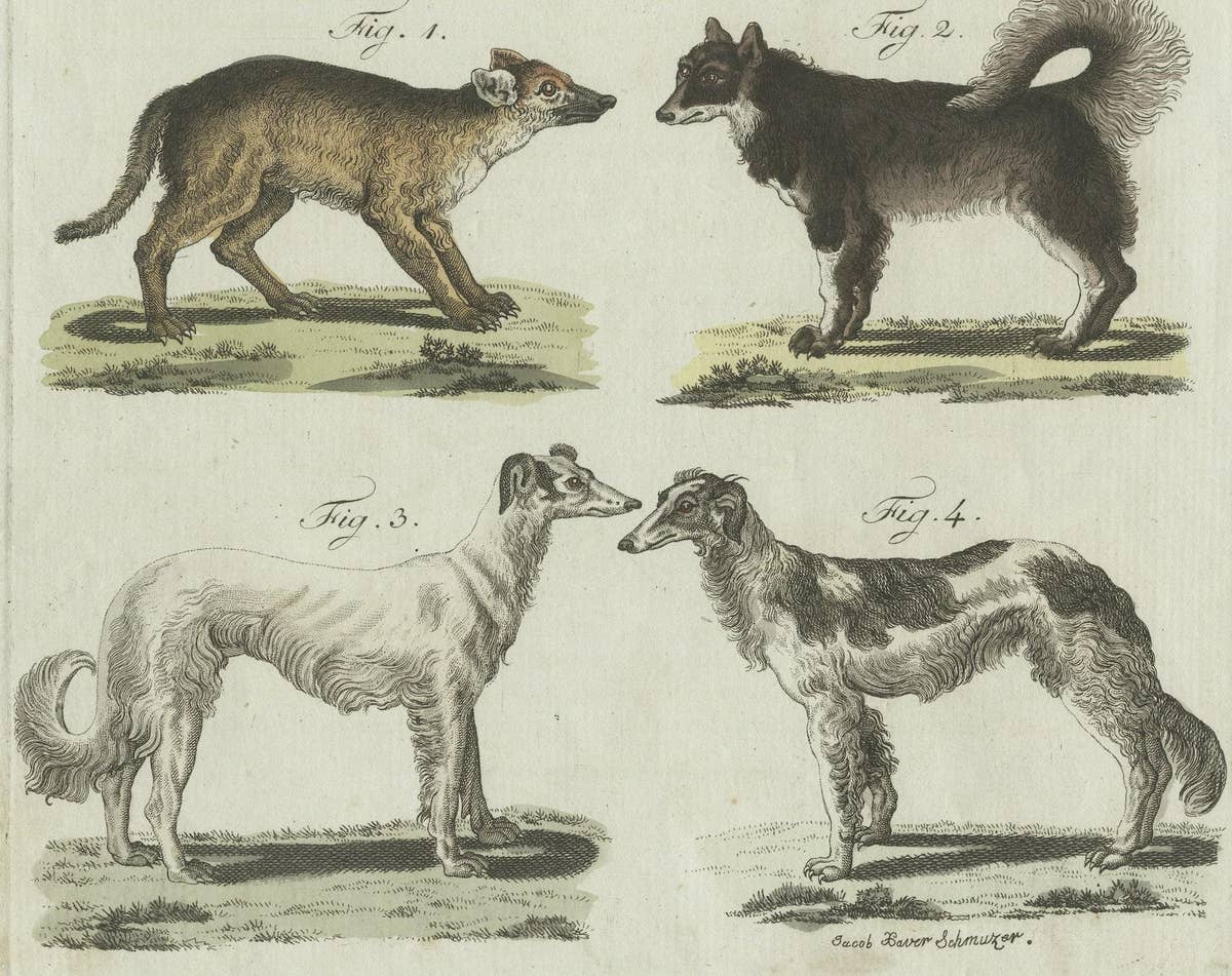 Antique Print of 6 Dog Breeds, most likely including the Western Siberian Laika