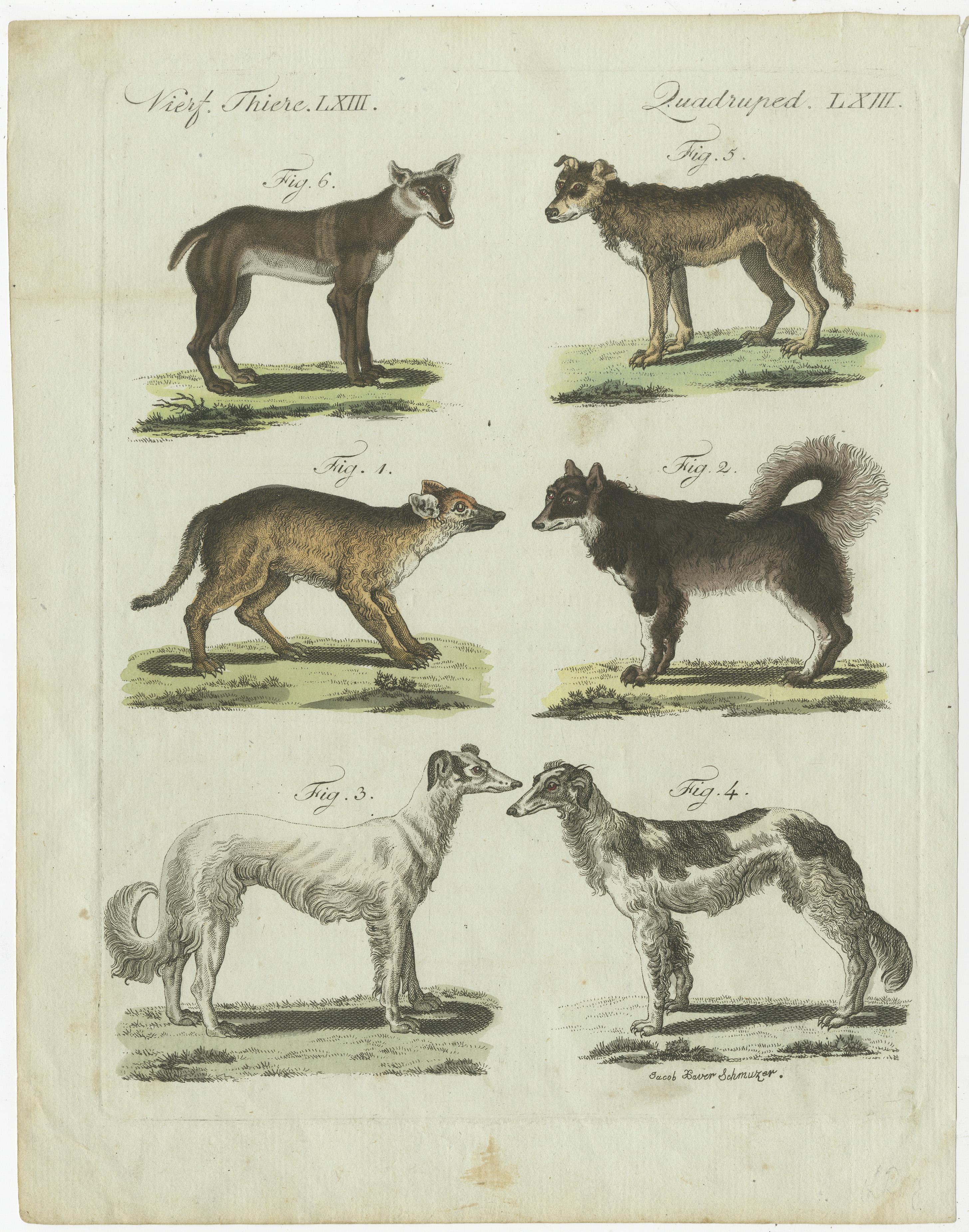 what are the 5 original dog breeds