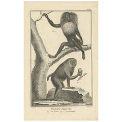 Antique Print of a Baboon and a Lion-Tailed Macaque by D. Diderot, 1751