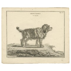 Antique Print of a Barbet Dog by Fessard, 1819
