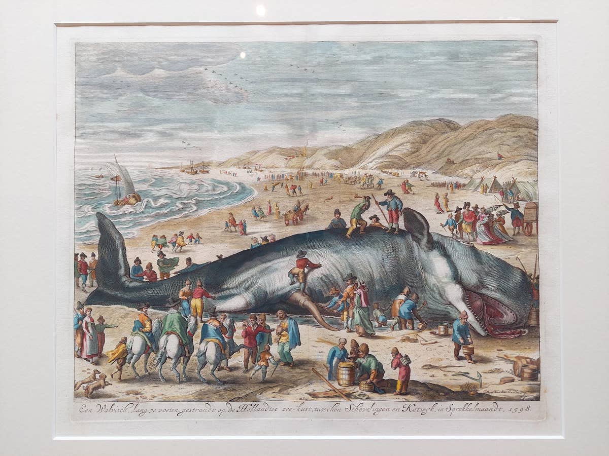 Antique Print of a Beached Whale by Van der Gouwen 'c.1680'