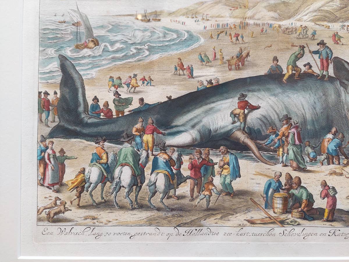 Antique Print of a Beached Whale by Van der Gouwen 'c.1680'
