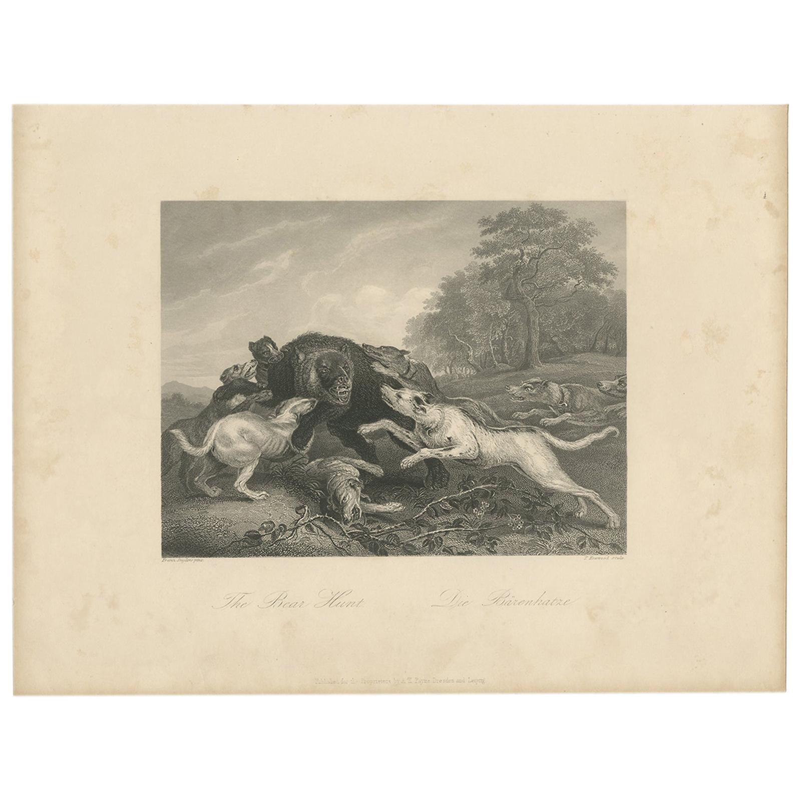 Antique Print of a Bear Hunt by Payne 'c.1860'