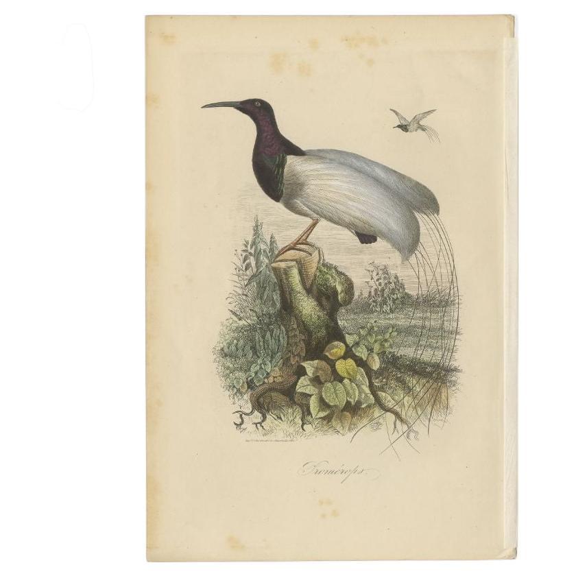Antique print titled 'Promérops'. Print of a sugarbird. This print originates from 'Musée d'Histoire Naturelle' by M. Achille Comte. 

Artists and Engravers: Published by Gustave Havard. 

Condition: Good, general age-related toning and some