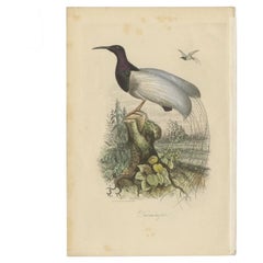 Antique Print of a Beautiful Handcolored Sugarbird, 1854