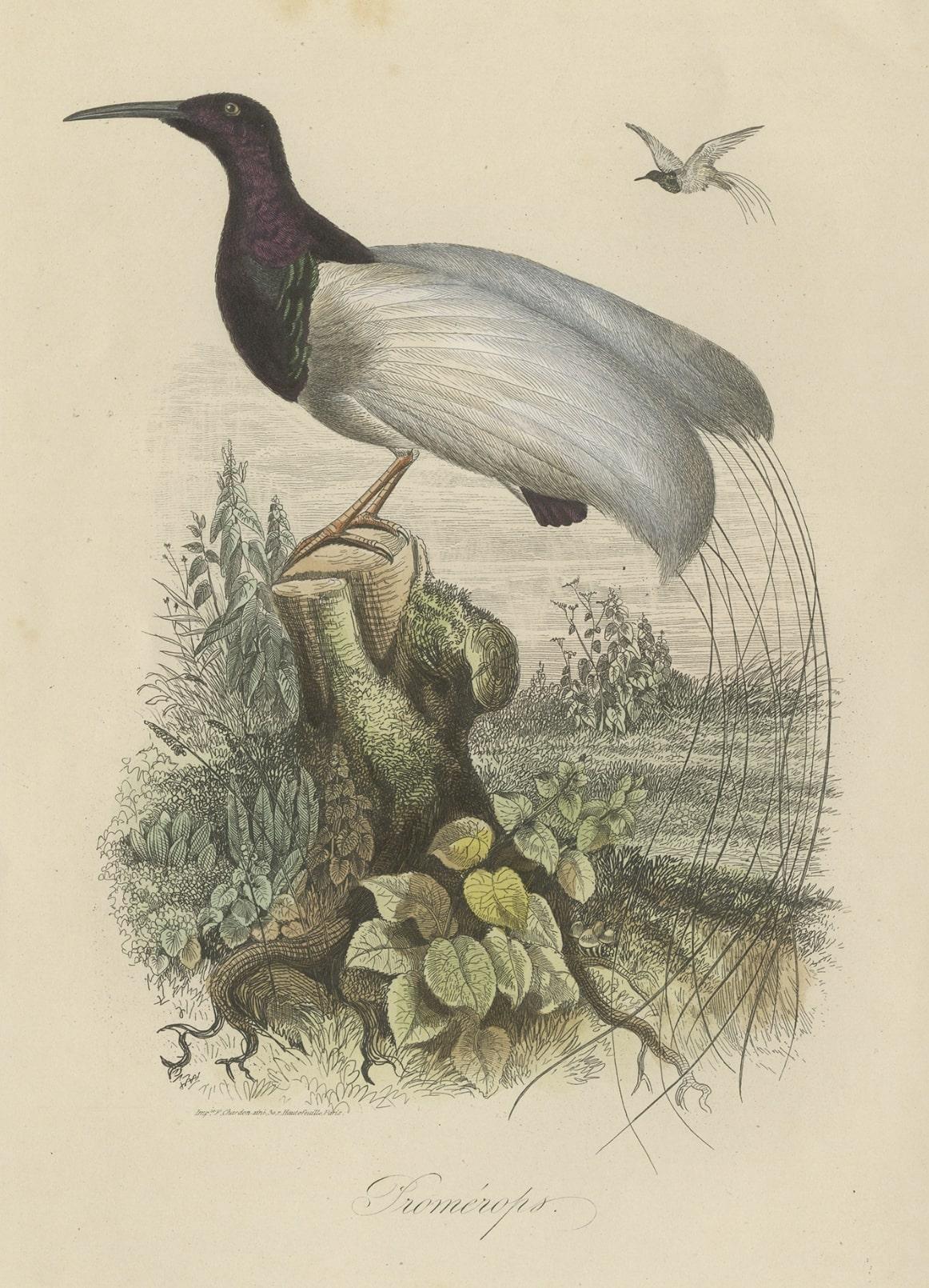 Paper Antique Print of a Beautiful Handcolored Sugarbird, 1854 For Sale