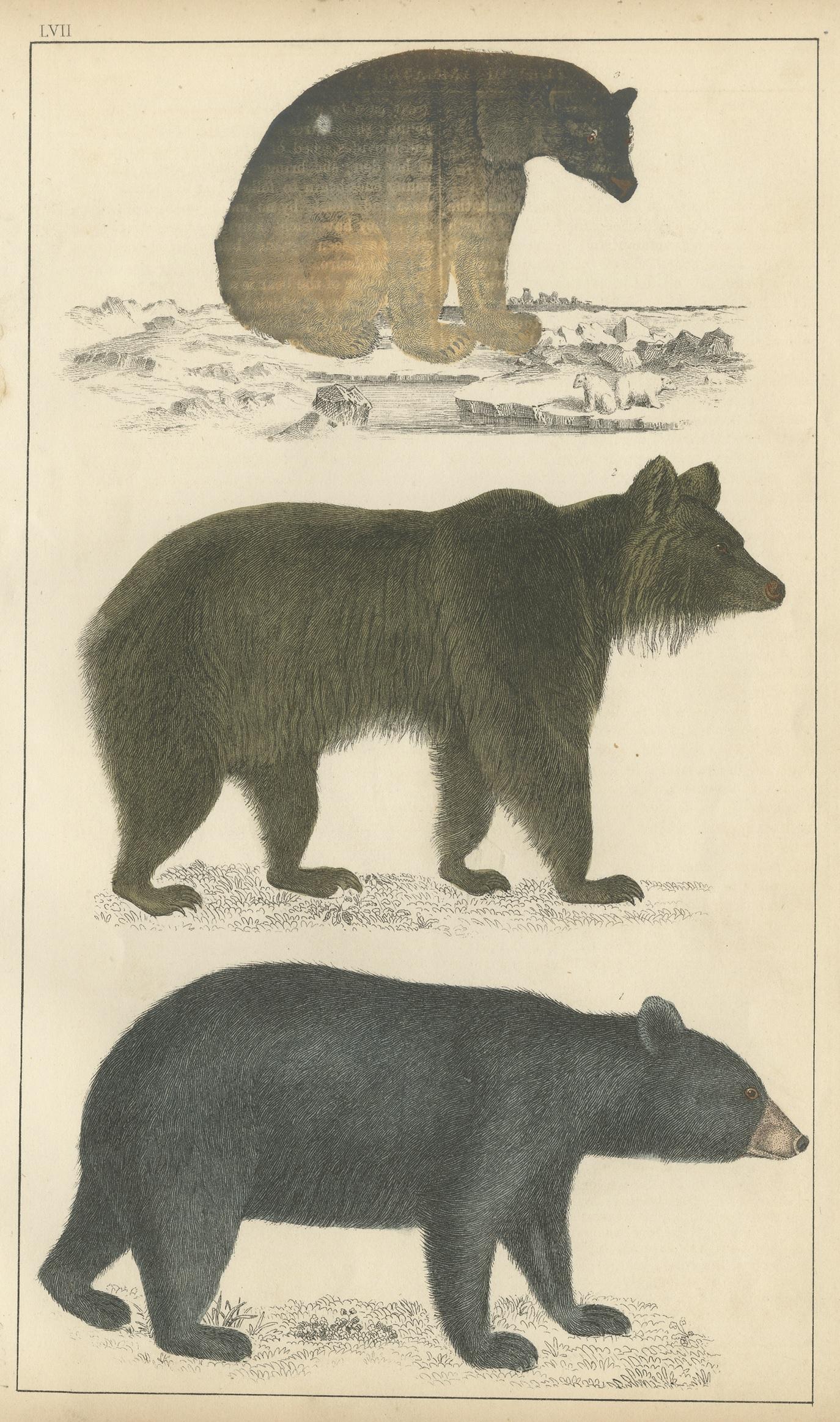 Antique print of a black bear of America, brown bear of Europe and a Polar bear. This print originates from 'A History of the Earth and Animated Nature' by Oliver Goldsmith. Published by A. Fullarton & Co, circa 1850.