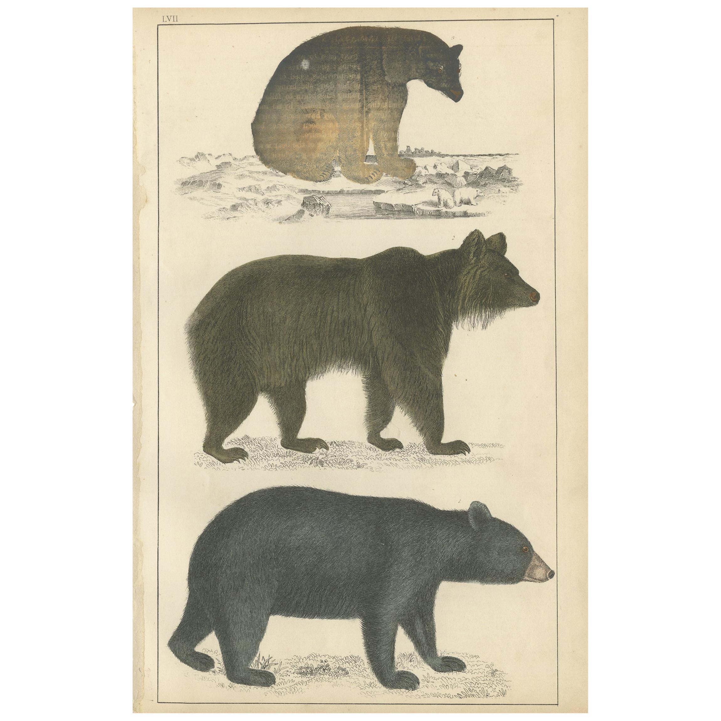 Impression ancienne d'un ours noir, d'un ours brun et d'un ours polaire, datant d'environ 1850 en vente
