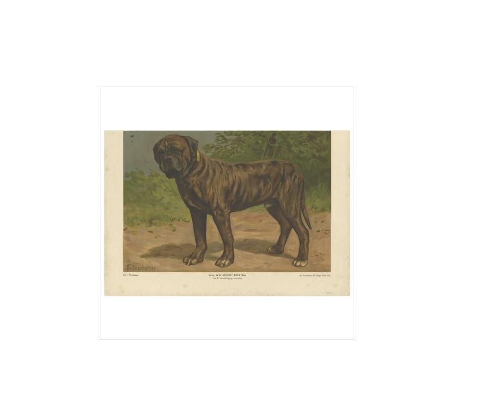 Impression ancienne d'un chien de boxe par Th. Breidwiser, 1879 Bon état - En vente à Langweer, NL