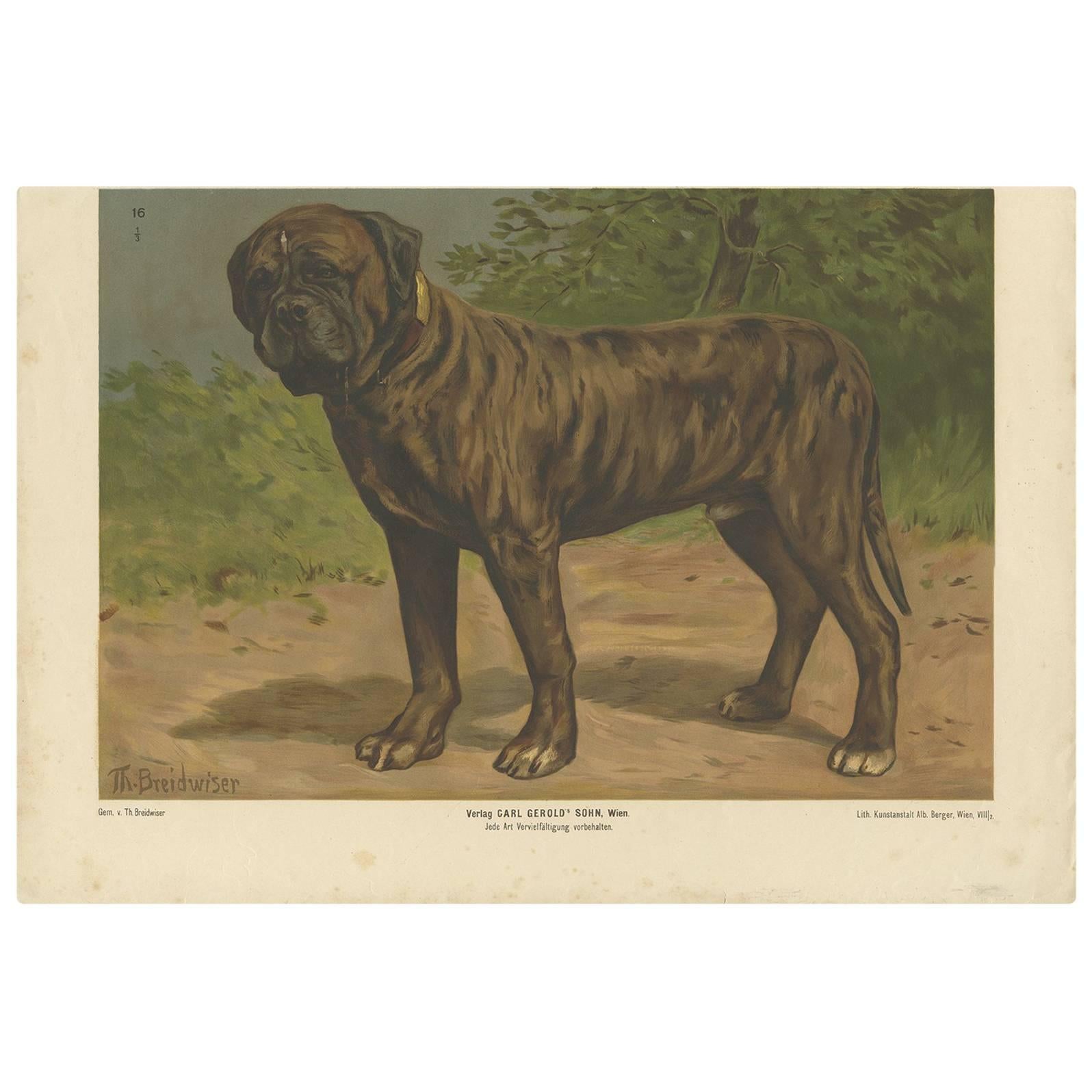 Antique Print of a Boxer Dog by Th. Breidwiser, 1879