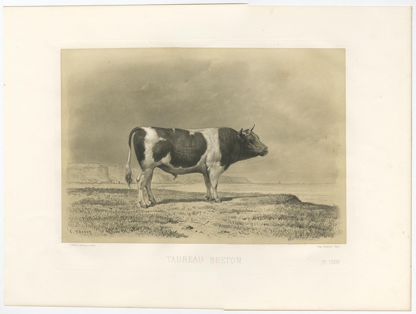 Antique Print of a Breton Bull – Riffaut, 1862

This antique lithograph, titled Taureau Breton (Breton Bull), presents a robust example of the traditional cattle breed native to Brittany, France. The Breton bull stands in profile against a coastal