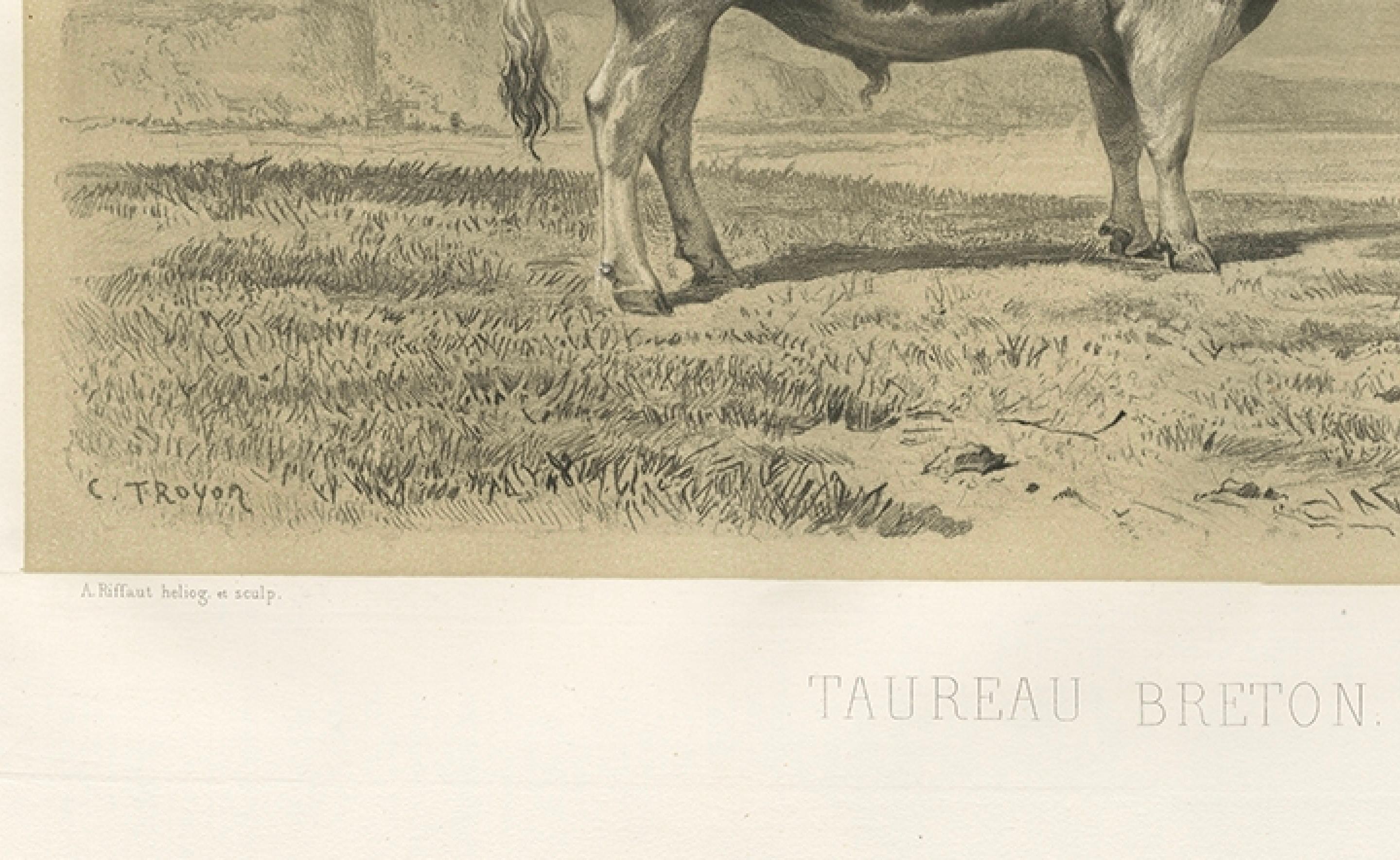 Antique Print of a Breton Bull, French Cattle Breed, Riffaut Illustration, 1862 In Good Condition For Sale In Langweer, NL
