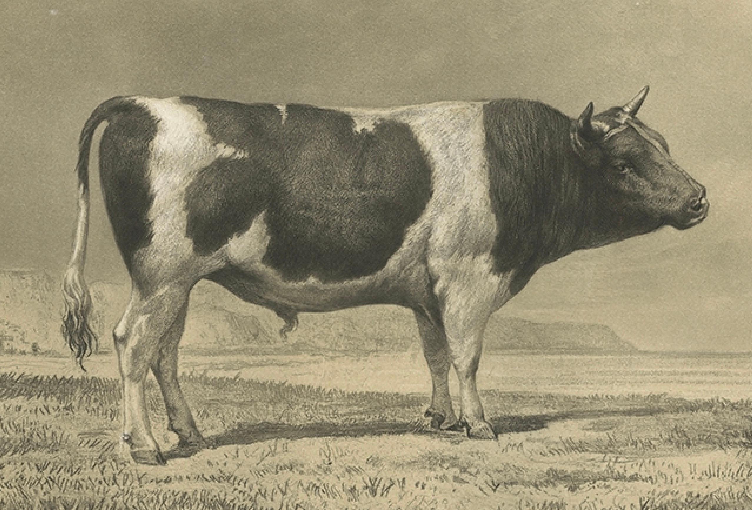 Mid-19th Century Antique Print of a Breton Bull, French Cattle Breed, Riffaut Illustration, 1862 For Sale