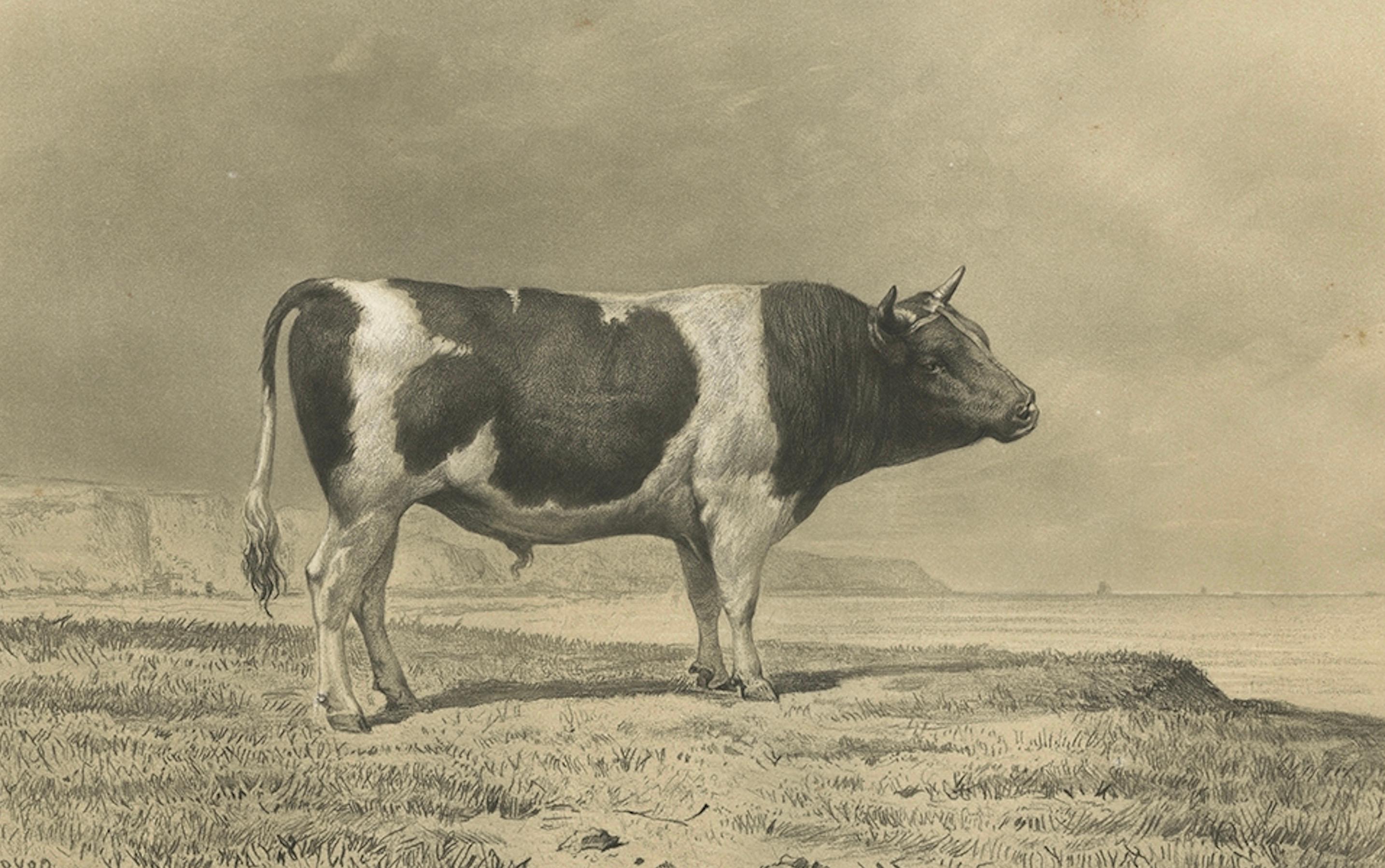 Paper Antique Print of a Breton Bull, French Cattle Breed, Riffaut Illustration, 1862 For Sale