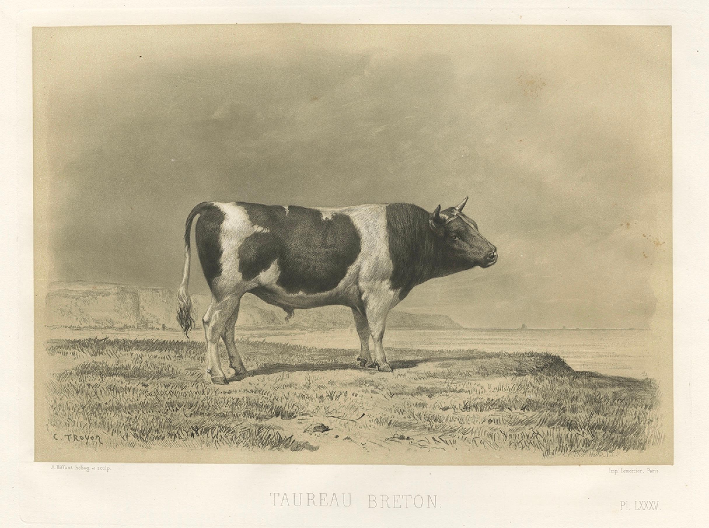 Antique Print of a Breton Bull, French Cattle Breed, Riffaut Illustration, 1862 For Sale 1
