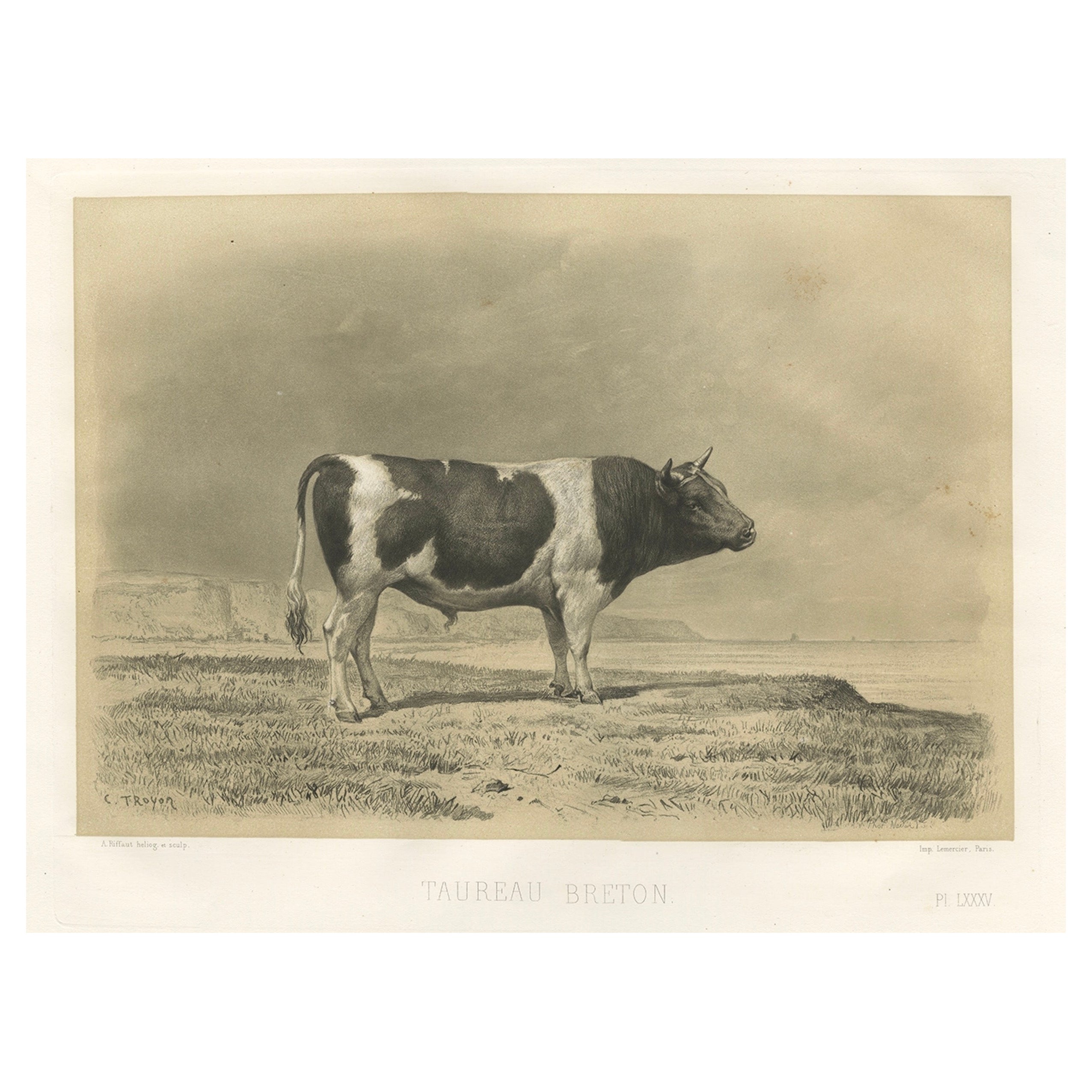 Antique Print of a Breton Bull, French Cattle Breed, Riffaut Illustration, 1862 For Sale