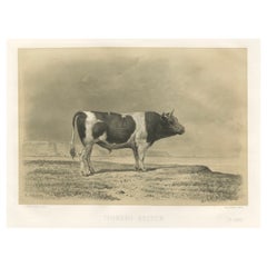 Antique Print of a Breton Bull, French Cattle Breed, Riffaut Illustration, 1862