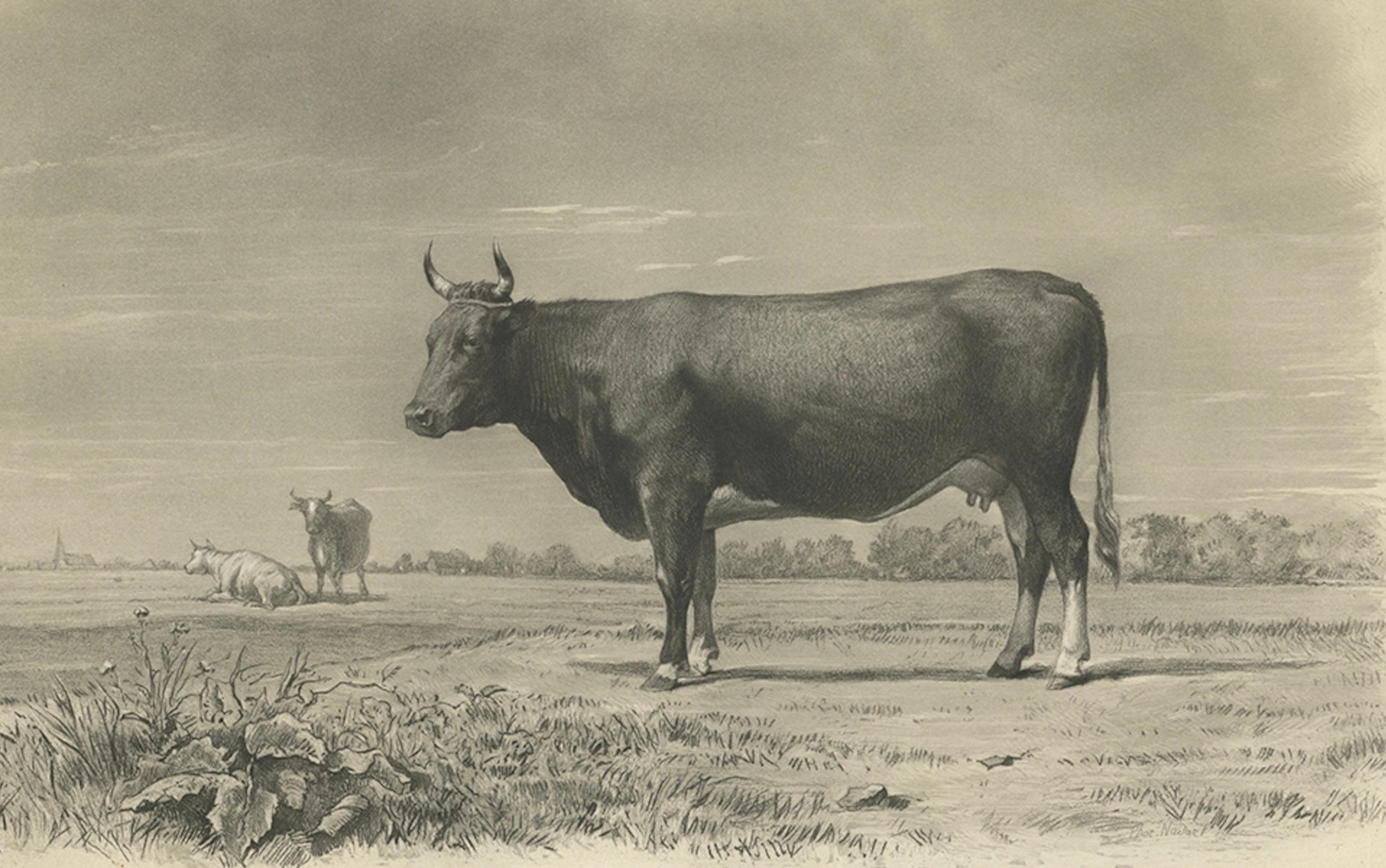 Antique Print of a Breton Cow, a French Cattle Breed from Brittany, 1862 In Good Condition For Sale In Langweer, NL