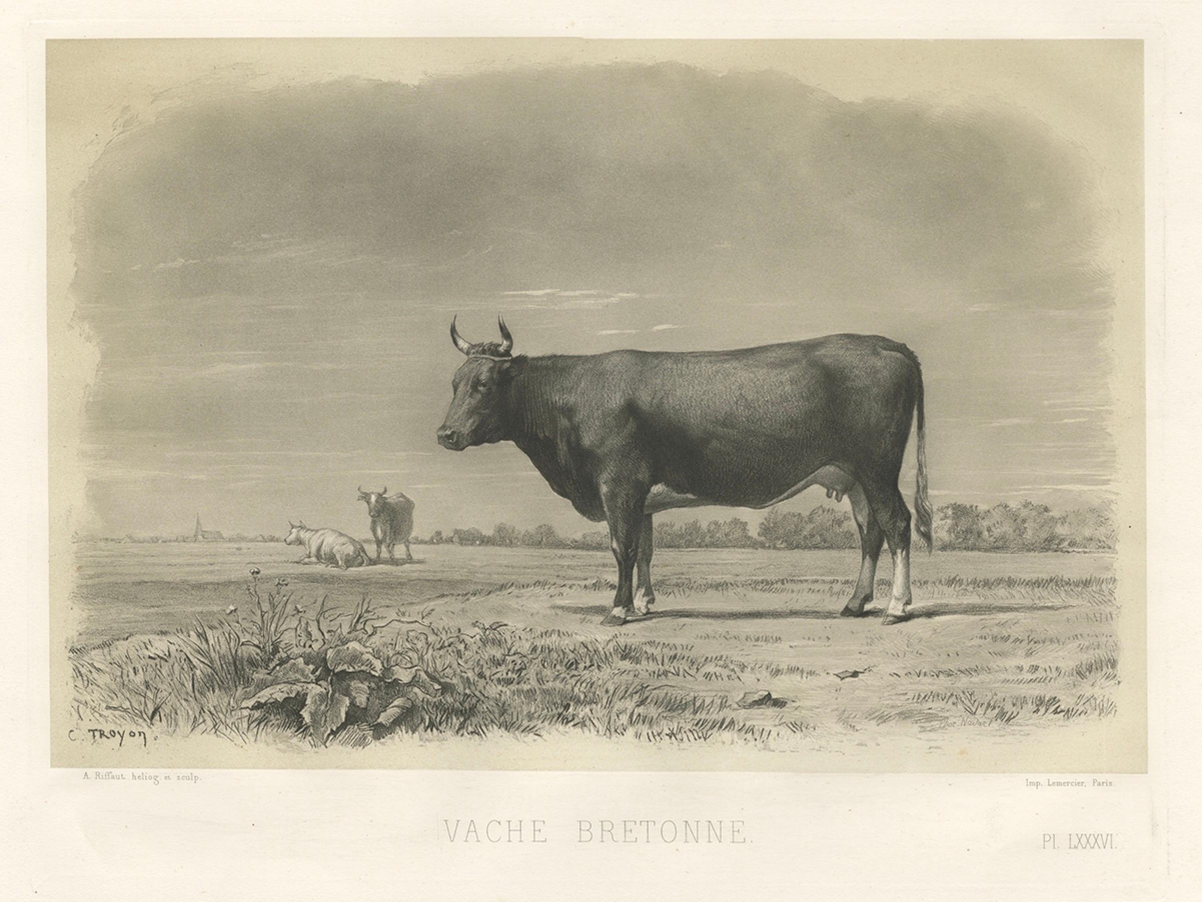 Mid-19th Century Antique Print of a Breton Cow, a French Cattle Breed from Brittany, 1862 For Sale