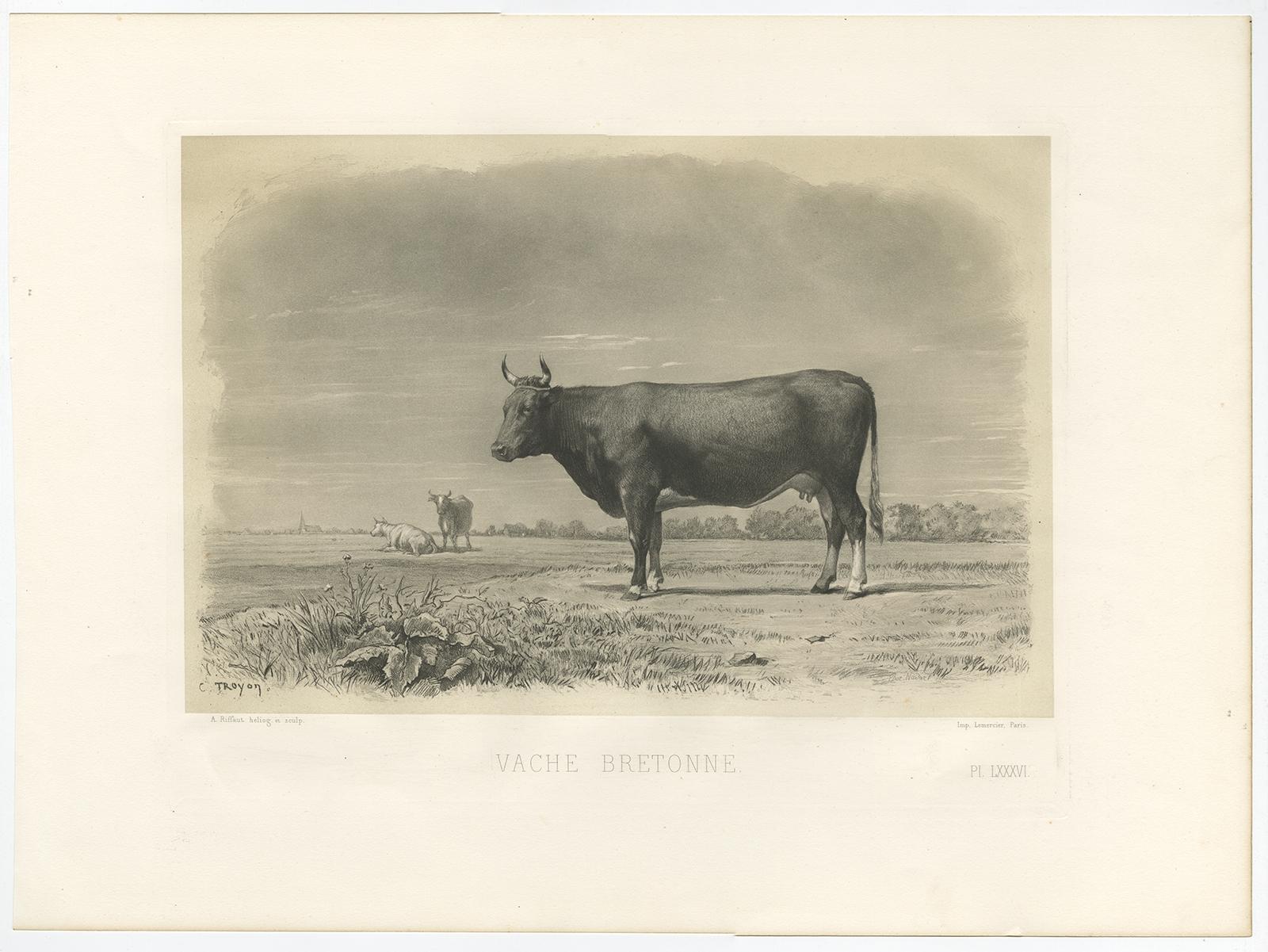 Paper Antique Print of a Breton Cow, a French Cattle Breed from Brittany, 1862 For Sale