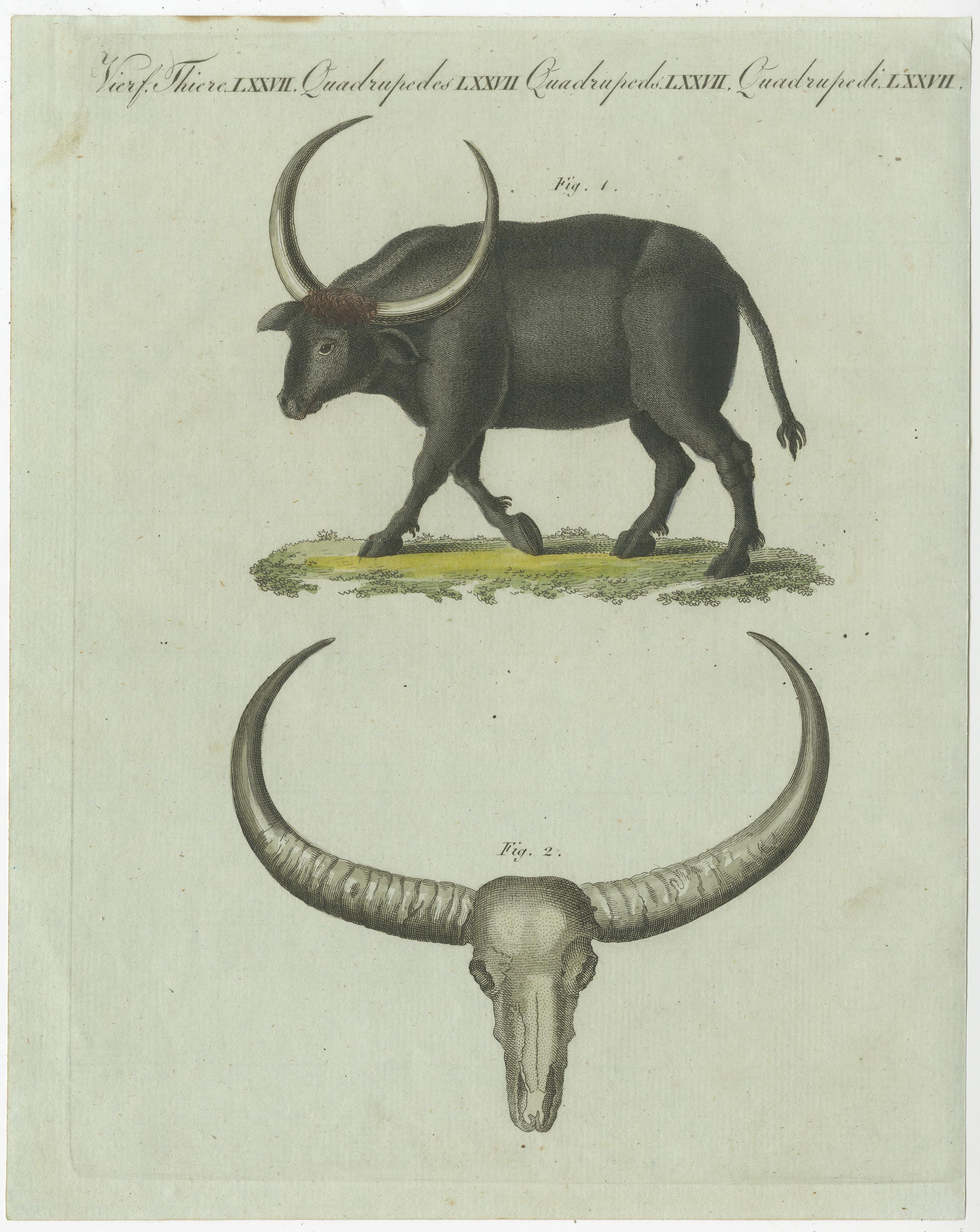 Original antique print of a buffalo, below a buffalo skull. This print originates from 'Bilderbuch fur Kinder' by F.J. Bertuch. Friedrich Johann Bertuch (1747-1822) was a German publisher and man of arts most famous for his 12-volume encyclopedia