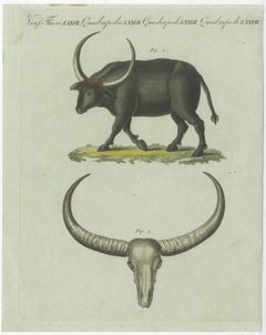 Antique Print of a Buffalo and Buffalo Skull