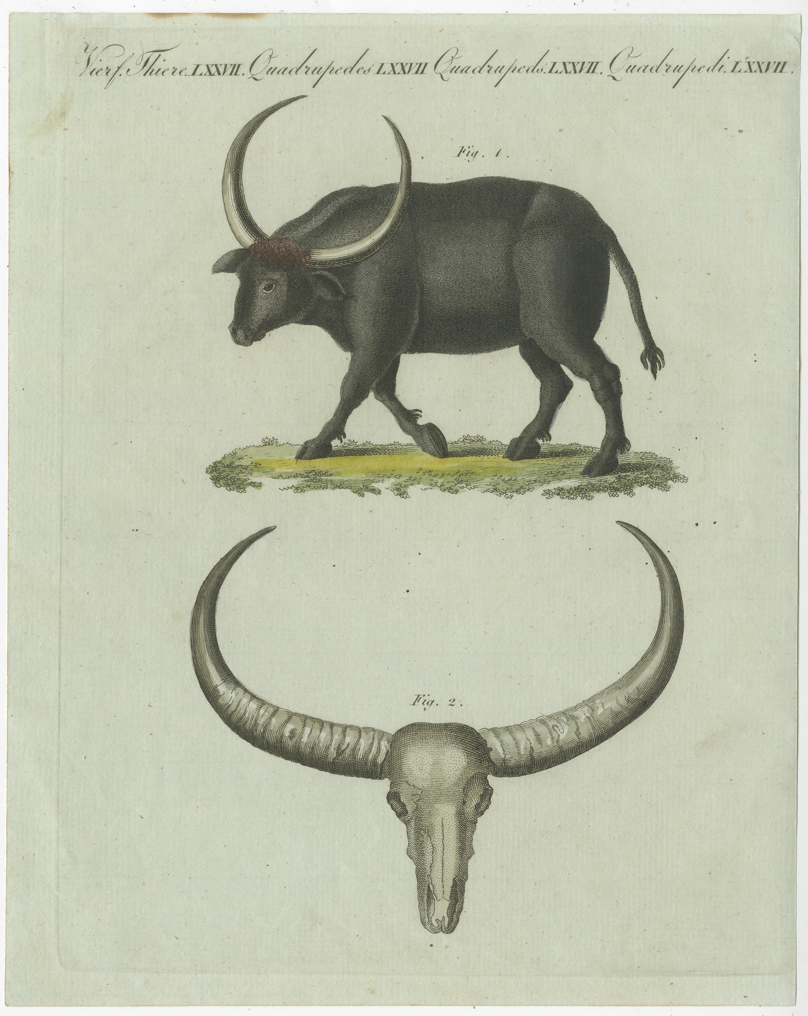 Papier Impression ancienne d'un crâne de buffle et de buffle en vente