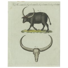 Impression ancienne d'un crâne de buffle et de buffle