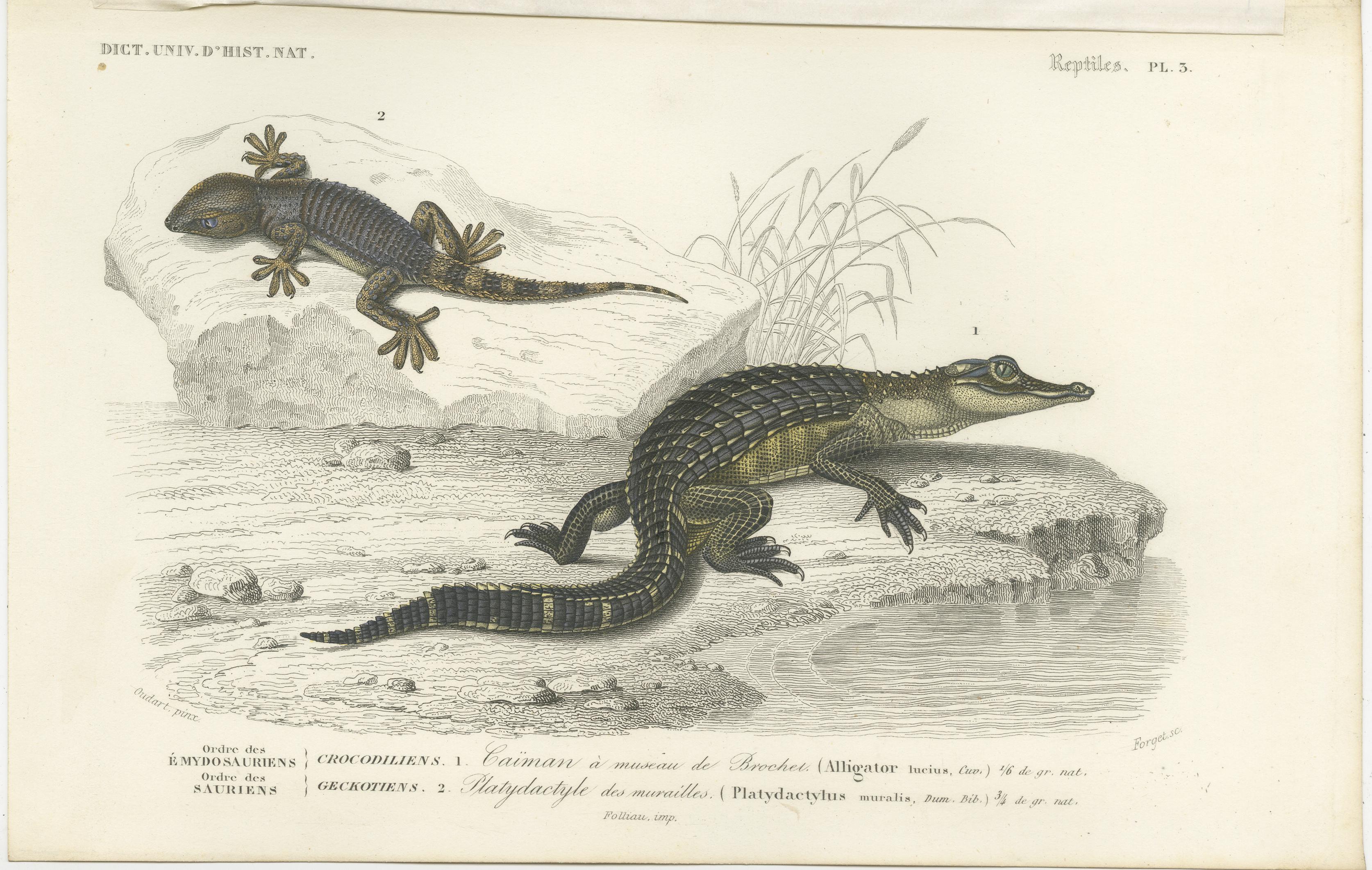 Antique print titled '1. Caïman à museau de Brochet, 2. Platydactyle des murailles'. Original old print of a caiman, an alligatorid belonging to the subfamily Caimaninae, one of two primary lineages within the Alligatoridae family, the other being