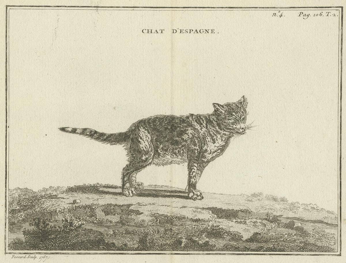 Antique Print of a Calico Cat by Fessard, 1819