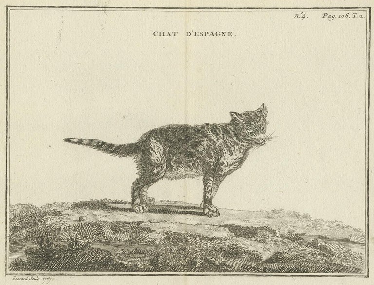 Antique Print of a Calico Cat by Fessard, 1819 For Sale at 1stDibs