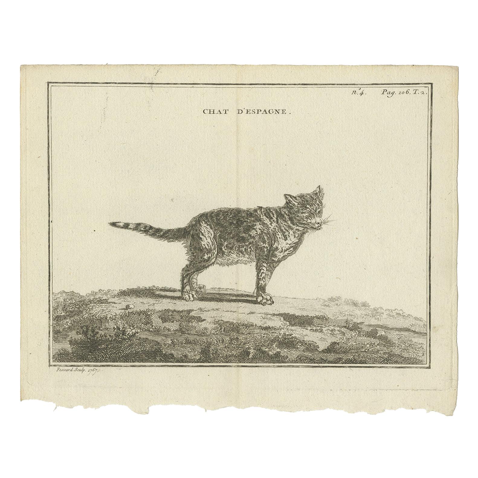 Antique Print of a Calico Cat by Fessard, 1819
