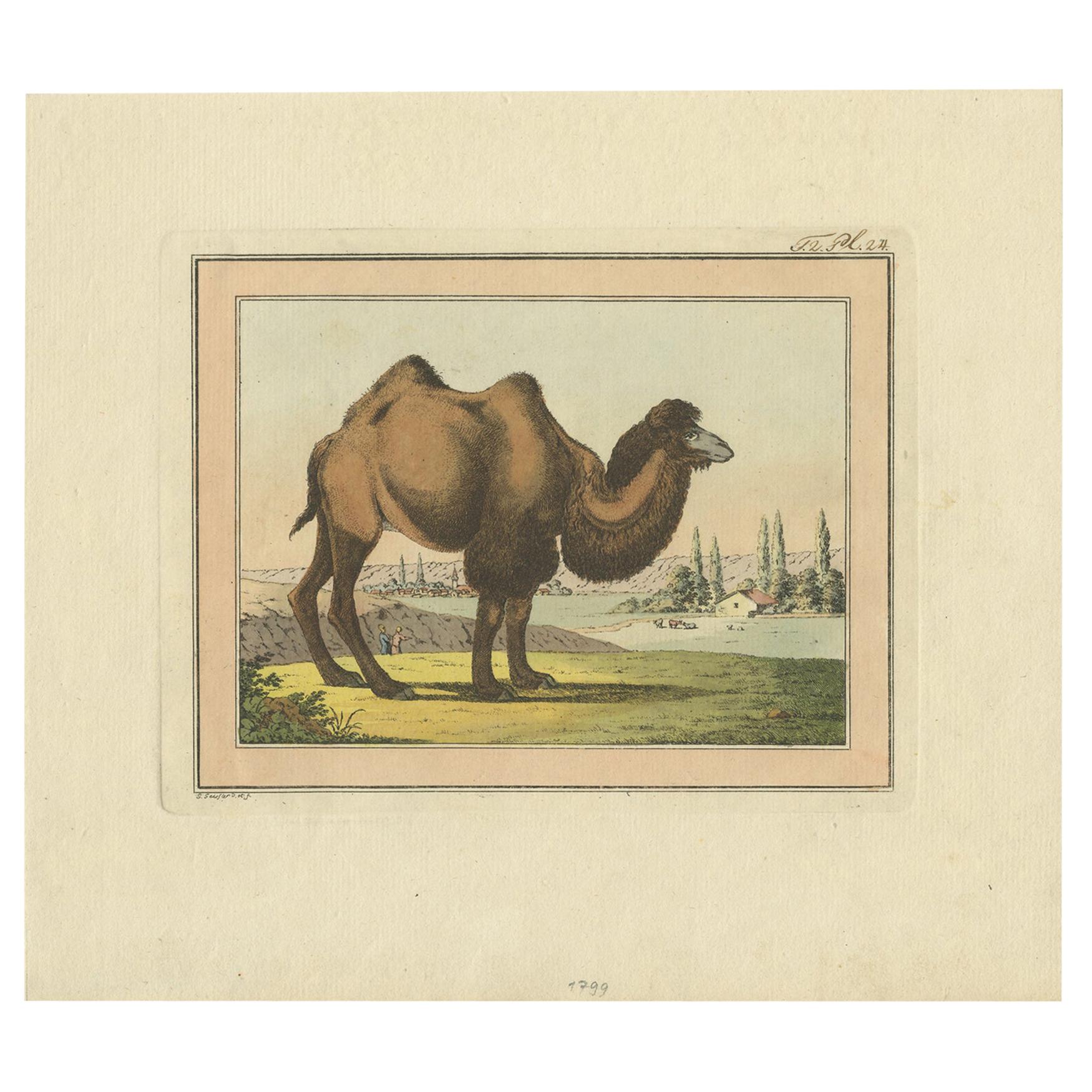 Antique Print of a Camel by Geissler, 'c.1820'