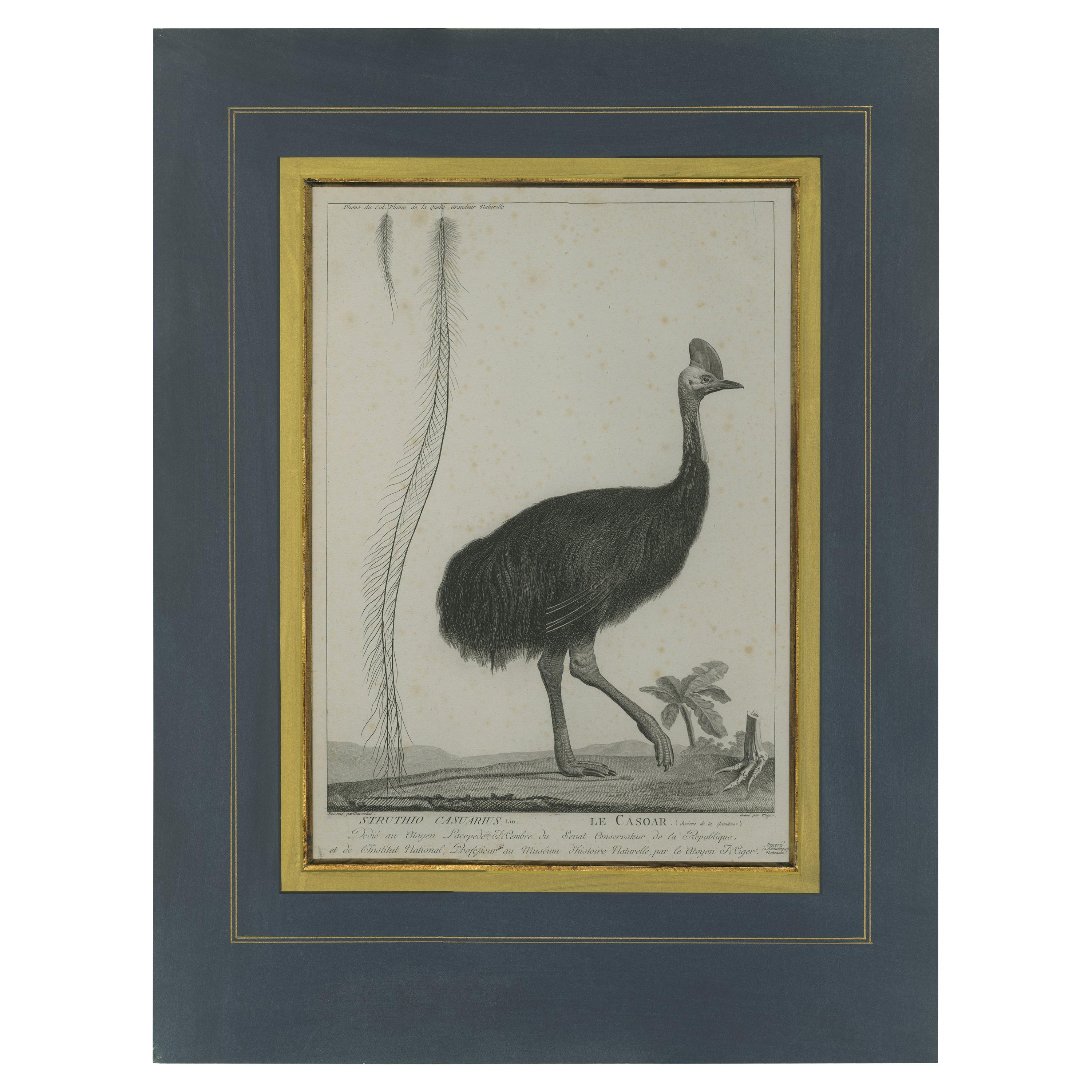 Antique Print of a Cassowary Bird by Miger 'c.1808' For Sale
