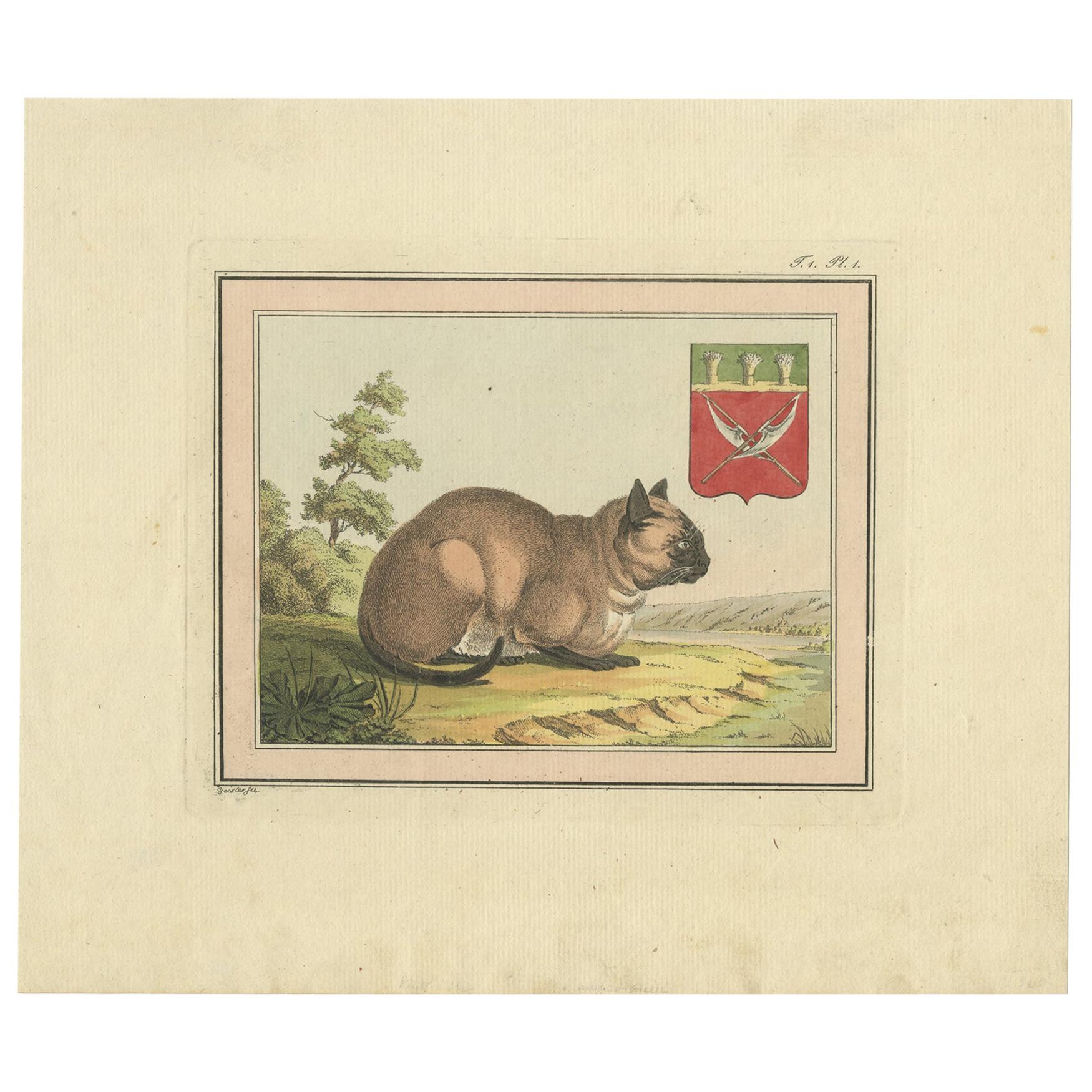 Antique Print of a Cat by Geissler 'c.1820'