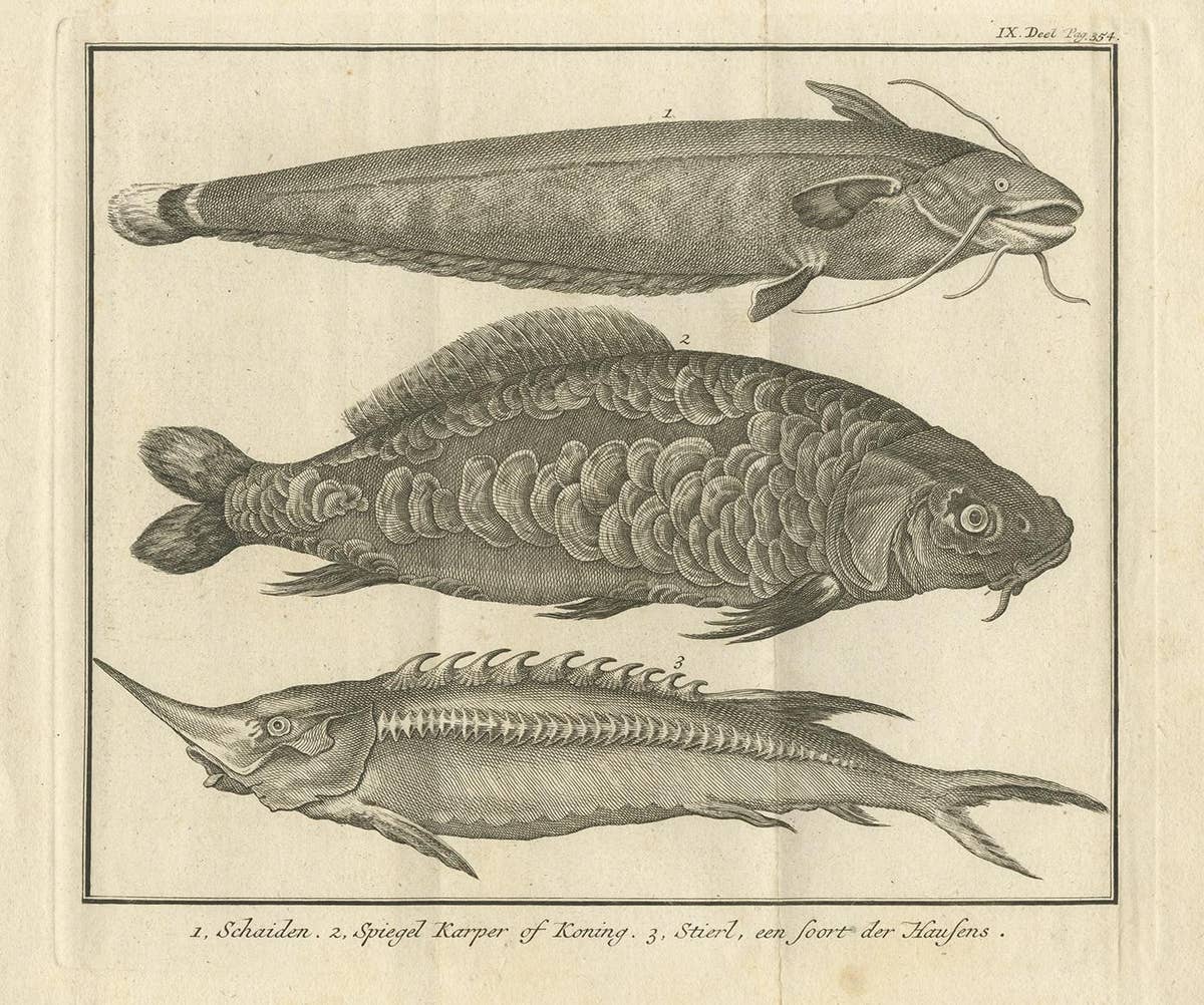 Antique Print of a Catfish and other Fish Species by Salmon, 1737