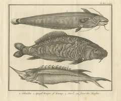 Antique Print of a Catfish and other Fish Species by Salmon, 1737