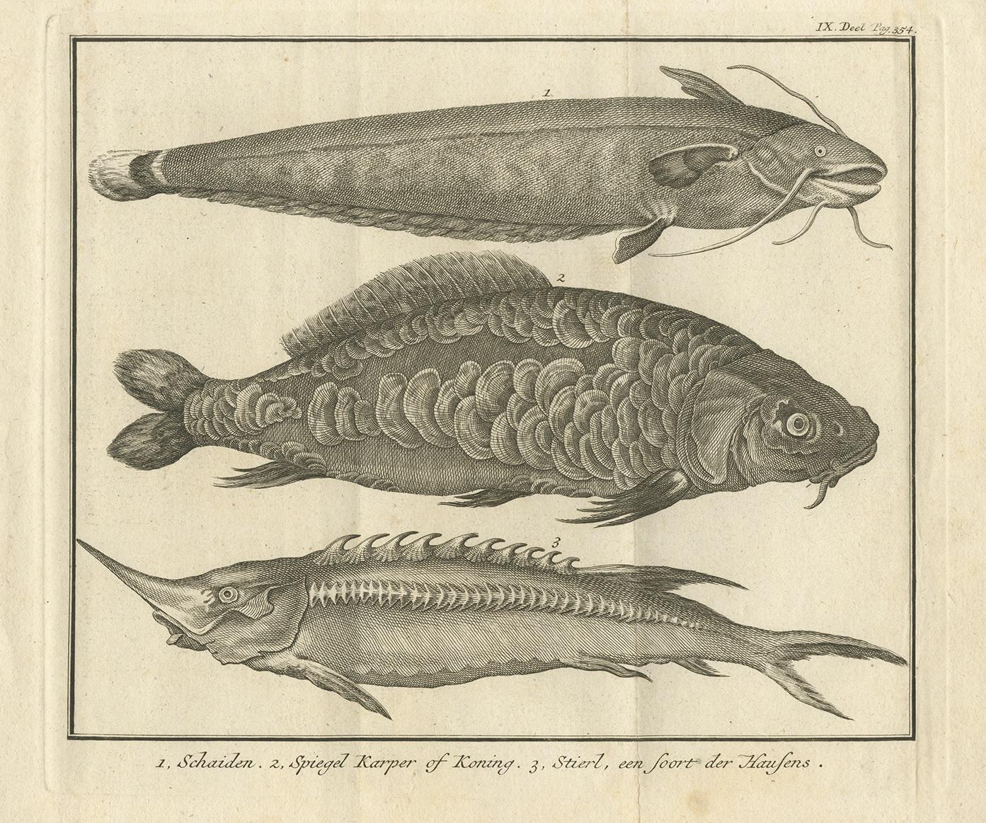 Impression ancienne d'un poisson-chat et d'autres espèces de poissons par le saumon:: 1737 Bon état - En vente à Langweer, NL