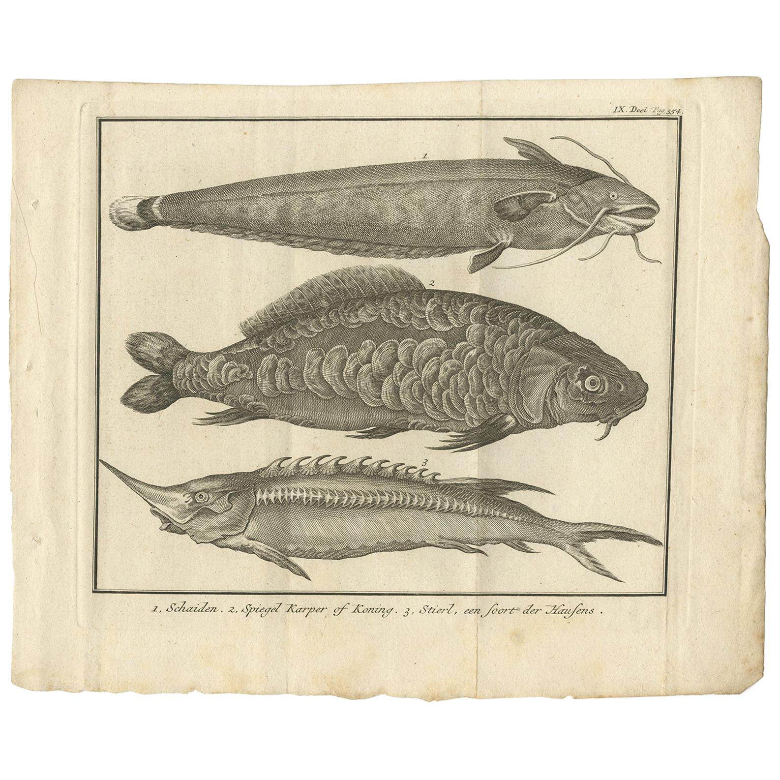 Grabado antiguo de un siluro y otras especies de peces por salmón, 1737