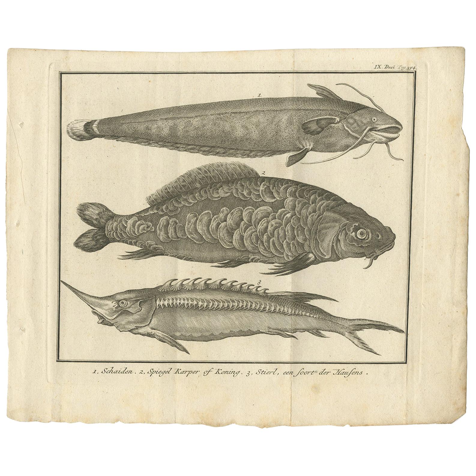 Impression ancienne d'un poisson-chat et d'autres espèces de poissons par le saumon:: 1737