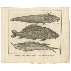 Antique Print of a Catfish and other Fish Species by Salmon, 1737
