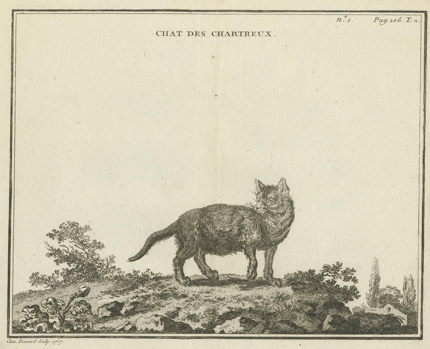 Antique print titled 'Chat des Chartreux'. Copper engraving of a Chartreux cat. The Chartreux is a rare breed of domestic cat from France and is recognised by a number of registries around the world. The Chartreux is large and muscular (called