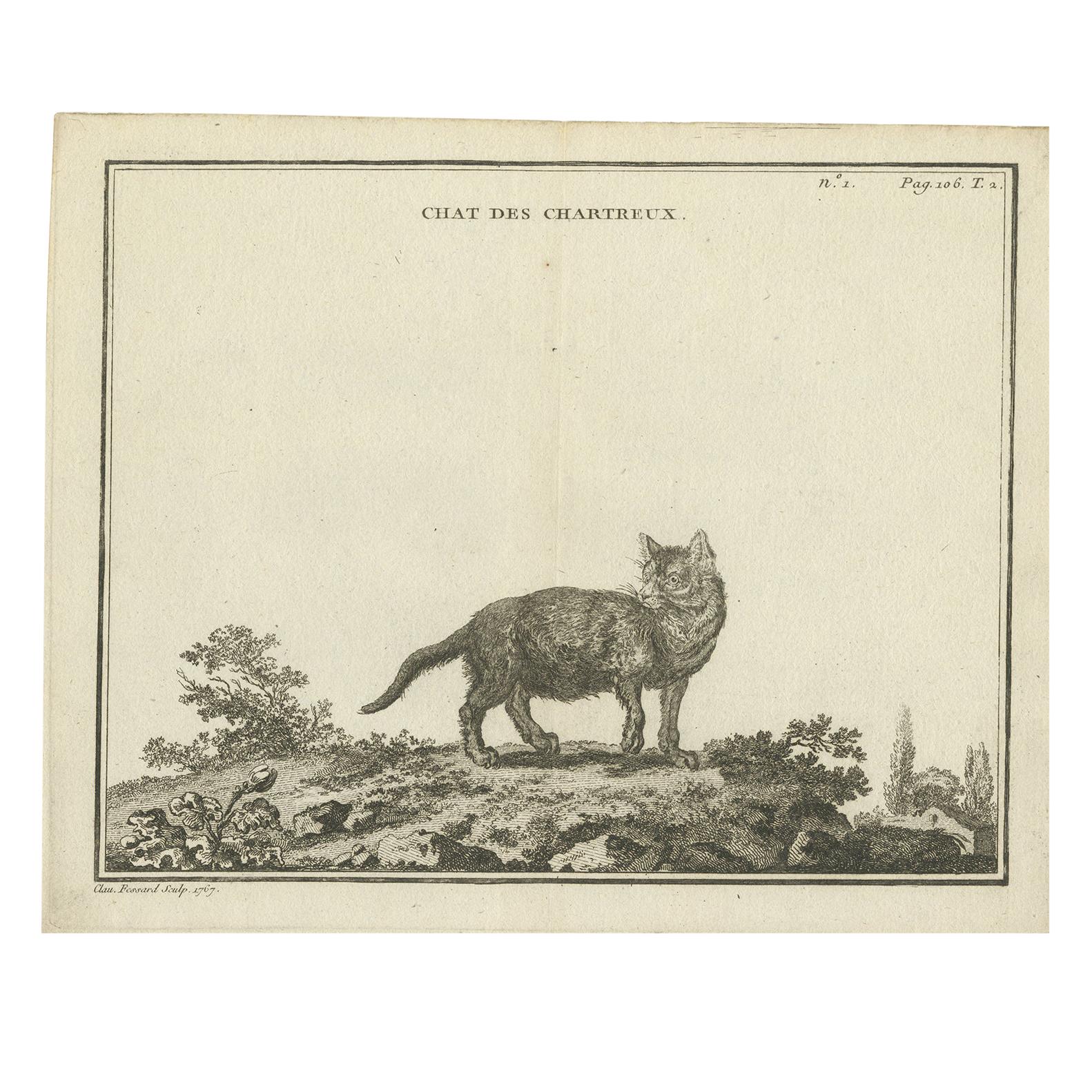 Antique Print of a Chartreux Cat by Fessard '1819'