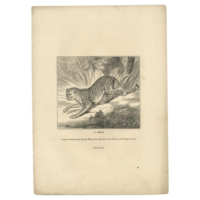 Antique Print of a Cheetah, 1835 For Sale