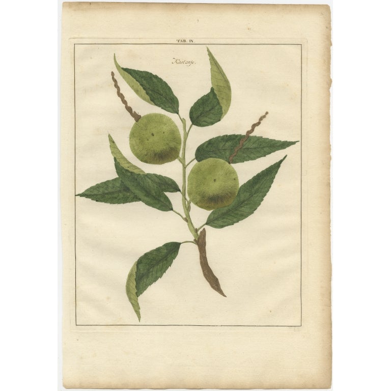 Antique print of a chestnut. Originates from 'Pomologia' by J. H. Knoop.

Artists and Engravers: Published by Johann Hermann Knoop (c.1700-1769).

Condition: Good, general age-related toning. Minor wear, blank verso. Please study image