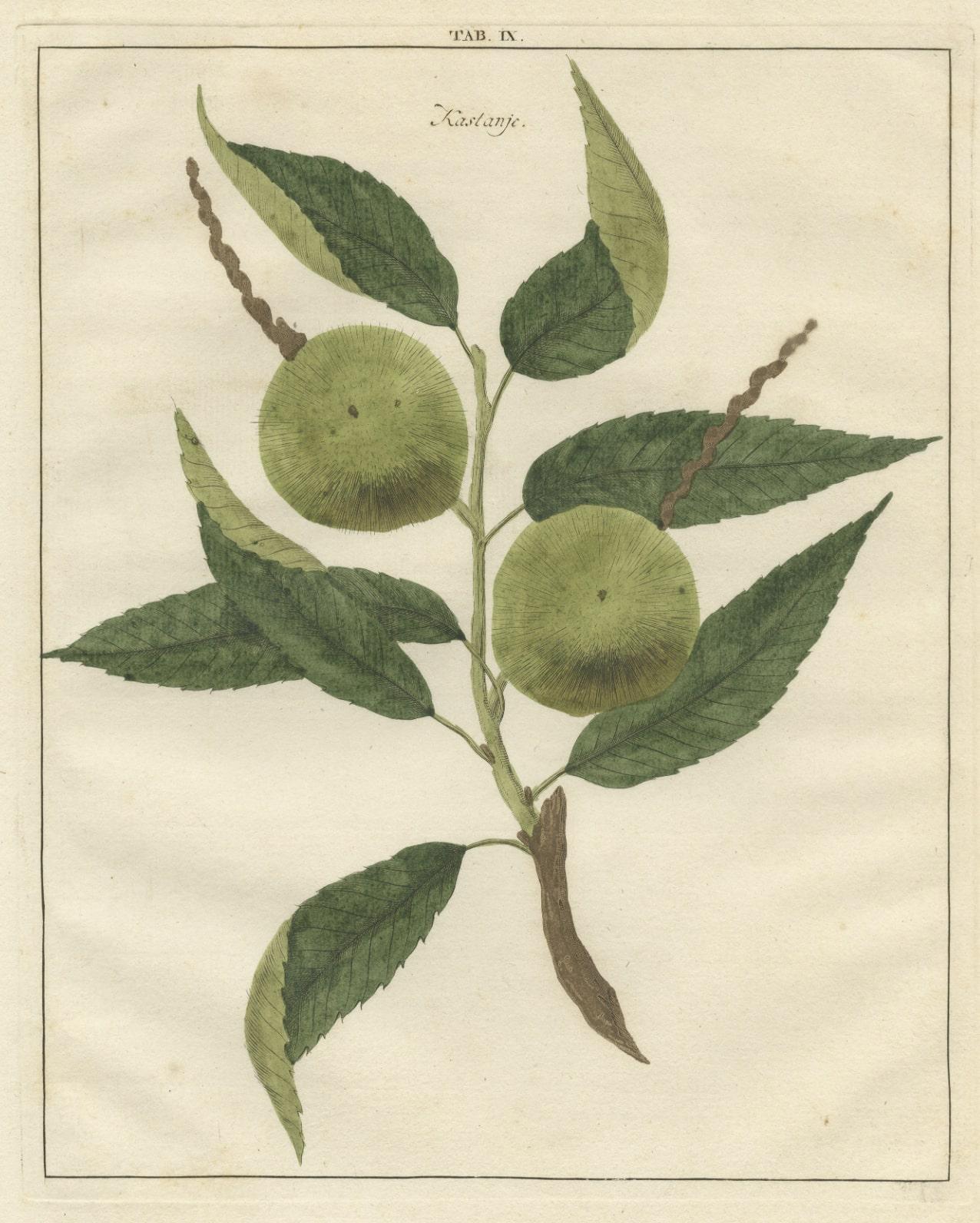 Paper Antique Print of a Chestnut by Knoop, 1758 For Sale
