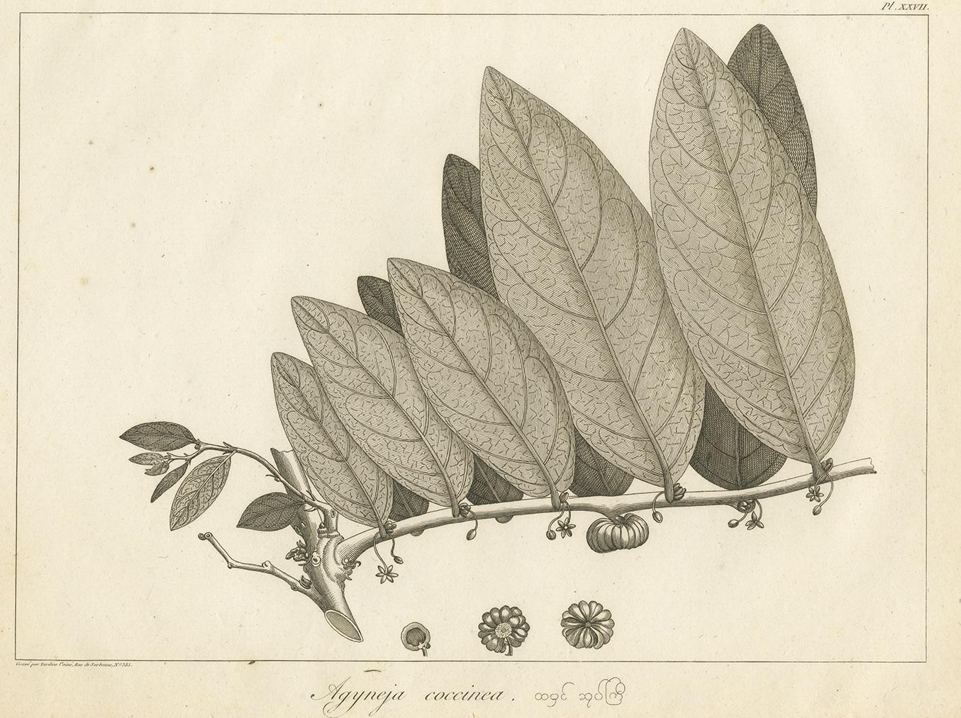 Antique print titled 'Agyneja coccinea'. Print of a coccinea plant species. This print originates from 'Relation de l'Ambassade Anglaise, envoyée en 1795 dans le Royaume d'Ava, ou l'Empire des Birmans' by M. Symes. Published 1800.