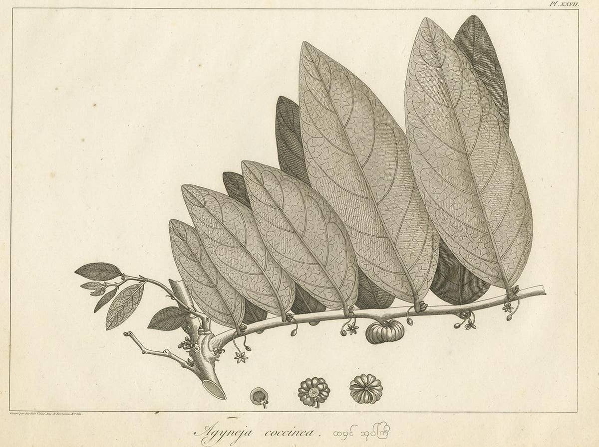 Antique Print of a Coccinea Plant Species by Symes '1800'