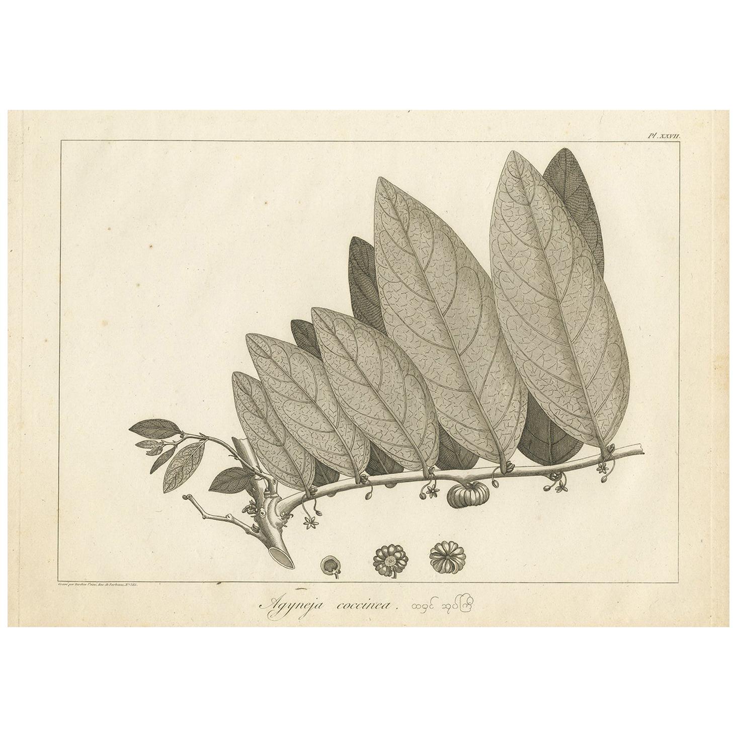 Antique Print of a Coccinea Plant Species by Symes '1800'